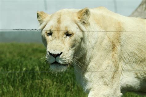 white lioness by James-Marsh on DeviantArt