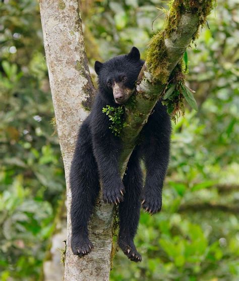 Bertie Gregory on Instagram: “An Andean bear chilling out up a tree in ...