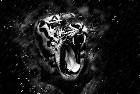 Black Tiger Wallpapers - Top Free Black Tiger Backgrounds - WallpaperAccess