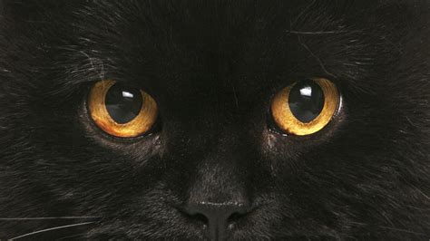 Cat Eyes Wallpaper Hd - PetsWall