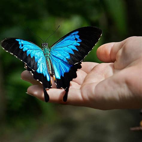 Australian Butterfly Sanctuary - Kuranda Rainforest Village - Open Daily