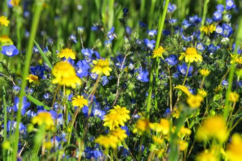 Diamond Valley Acres: Wildflowers