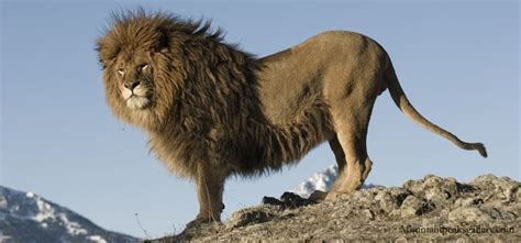 Barbary lion, originally ranged from Morocco to Egypt. It is extinct in ...