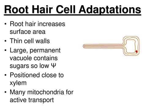 Root Hair Cell Adaptations - BrookearesGarrison