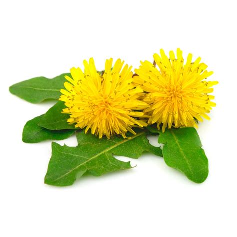 Taraxacum officinale and its beneficial effects - NATURAMEDICIN