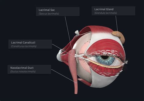 Nasolacrimal Duct Anatomy