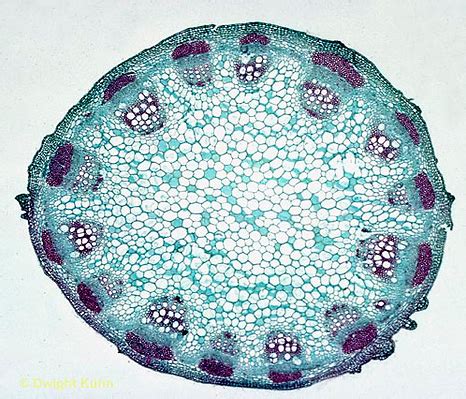 Dicot Stem Diagram Diagram | Quizlet