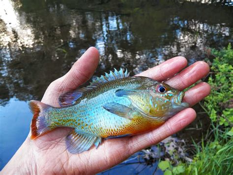 Connecticut Fly Angler: White Caddis