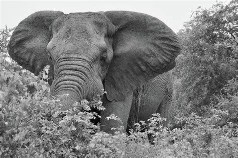 South African Bull Elephant Black and White Photograph by Rebecca ...