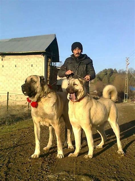 kangal büyük - Google zoeken | Kangal dog, Big dog breeds, Dogs