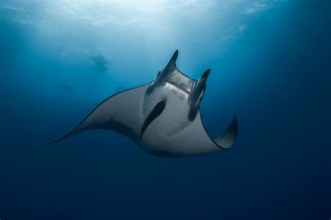 Diable de Méditerranée • Mobula mobular • Fiche poissons