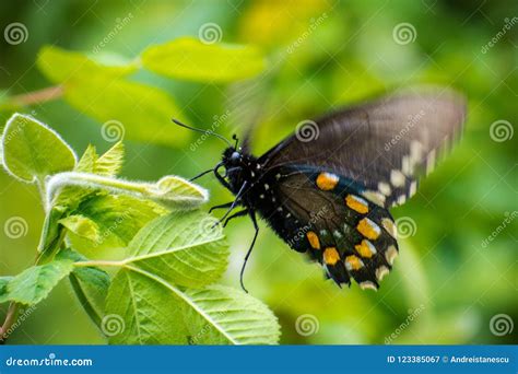 Pipevine Swallowtail Battus Philenor Butterfly Stock Image - Image of black, blur: 123385067