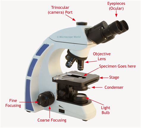 Microscope World Blog: How Does a Light Microscope Work?