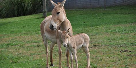 Persian onager | Smithsonian's National Zoo and Conservation Biology Institute