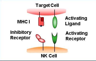 Natural Killer Cells | British Society for Immunology