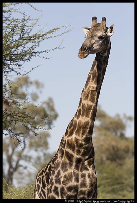 Photograph by Philip Greenspun: giraffe-long-neck-3