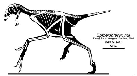 Epidexipteryx hui. Dinosauria, Saurischia, Theropoda, Paraves ...