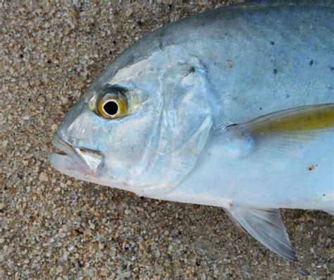 Bluefin Trevally | Mexico – Fish, Marine Life, Birds and Terrestrial Life