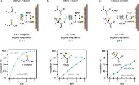 Performance of enzymatic reactions in the BioPMR at pH 6.5, 7, and 9 a... | Download Scientific ...