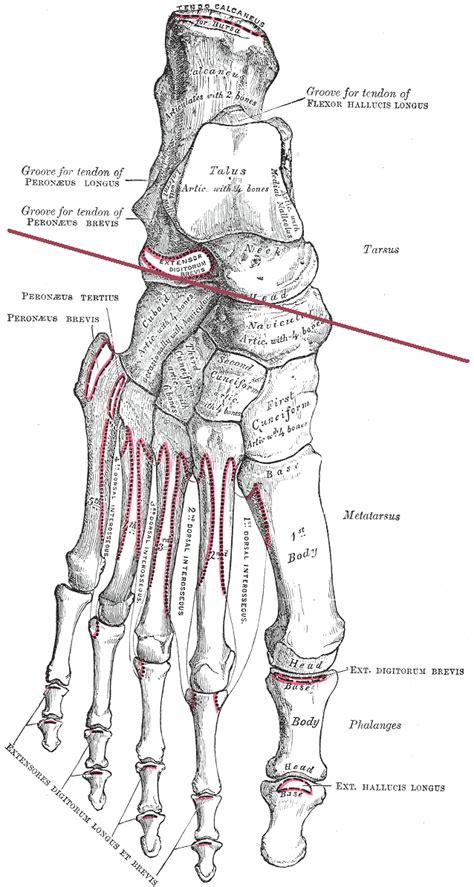 Transverse tarsal joint - Wikiwand