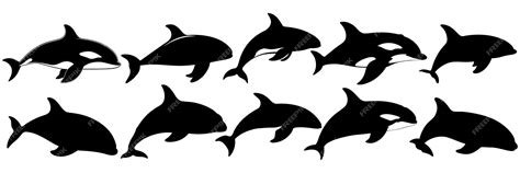 Premium Vector | Whale orca silhouettes set large pack of vector ...