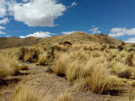 Desert Grass Pictures | Download Free Images on Unsplash