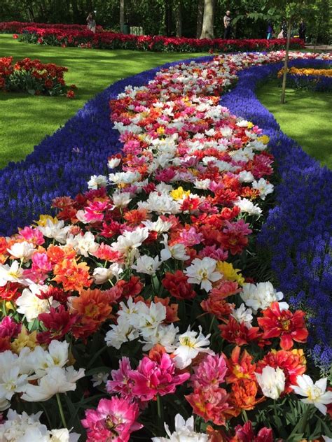 10 Tips for Visiting Keukenhof Gardens in Amsterdam - Kim and Carrie