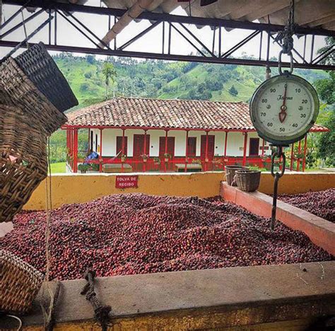 As Climate Changes, Colombia’s Small Coffee Farmers Pay the Price ...