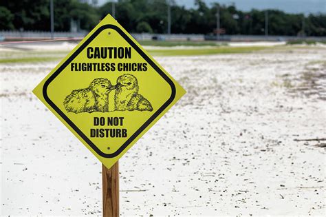 Caution Sign - Least Tern Breeding Area Photograph by Susan Rissi Tregoning