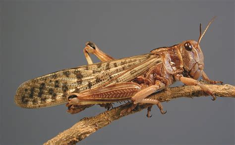 India reports crop damage as locust plague spreads to Asia