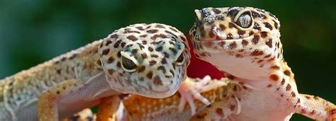 Leopard Gecko Care Sheet & Guide | PetSmart | Leopard gecko care, Leopard gecko, Gecko