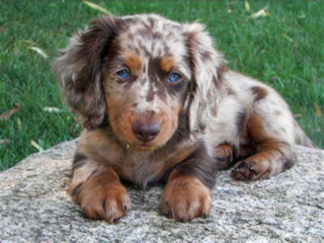 I want a female Dachshund exactly, or very similar to this one! | Dapple dachshund puppy, Dapple ...