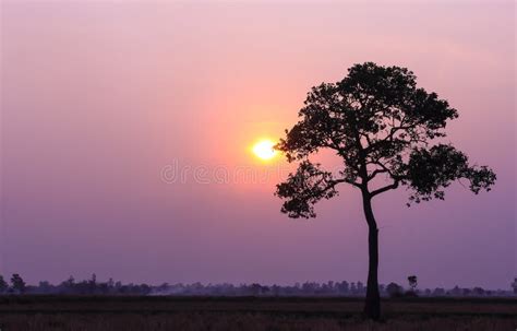 Tree silhouette and sun stock photo. Image of evening - 49724206