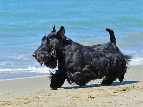 Scottish Terrier Haircut Styles - what hairstyle is best for me