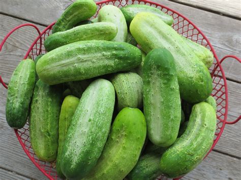 Boston Pickling Cucumber | White Harvest Seed Company