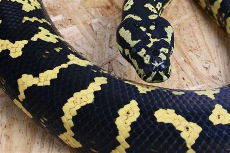 Carpet Python Size (How Big Do They Get?) - ReptileHow.com