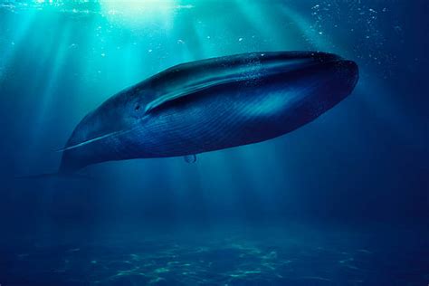 6,300+ Deep Ocean Whale Stock Photos, Pictures & Royalty-Free Images - iStock