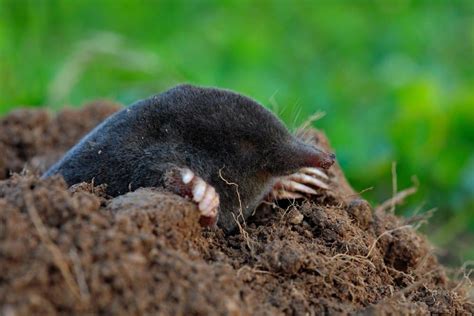 Mole - A-Z Animals