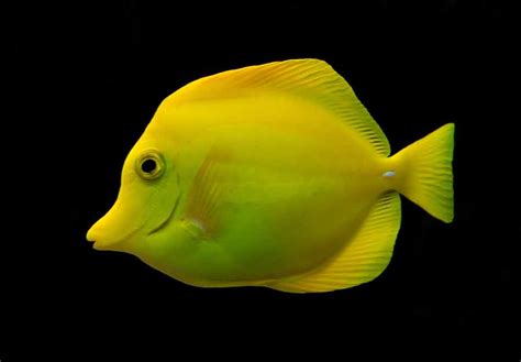 Yellow Tang Fish - Profile | Care | Facts | Tank Size | Diet - SeaFish