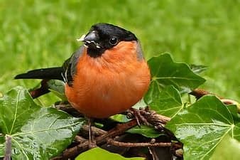 bullfinch, birds, winter, males, sitting, nature, red, garden | Pikist