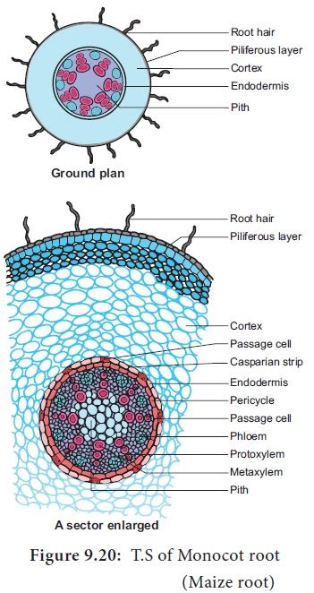 Primary Structure of Monocot Root-maize Root