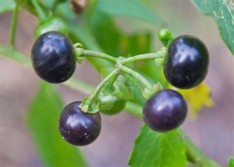 Dark Purple Berries by ncfwhitetigress on DeviantArt