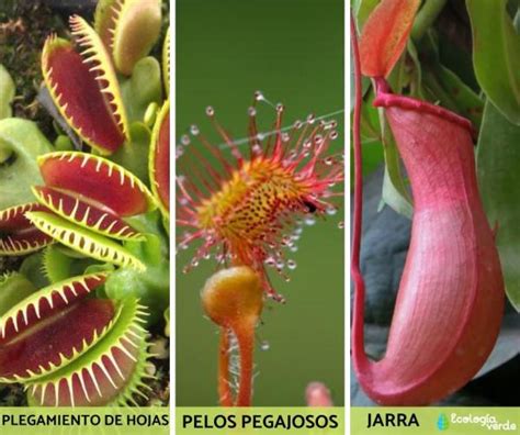 Plantas Carnivoras