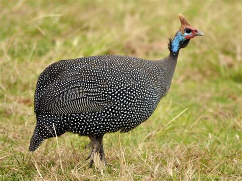 Lets Get To Know The Domestic Guineafowl - Taman Safari Bali