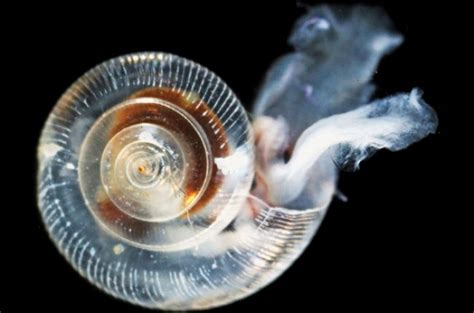 How is ocean acidification affecting sea life? | American Geosciences ...