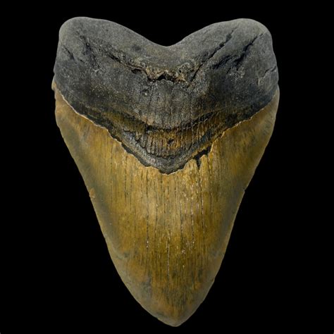 6.10" Megalodon Tooth Fossil - The Fossil Exchange - megalodon teeth ...