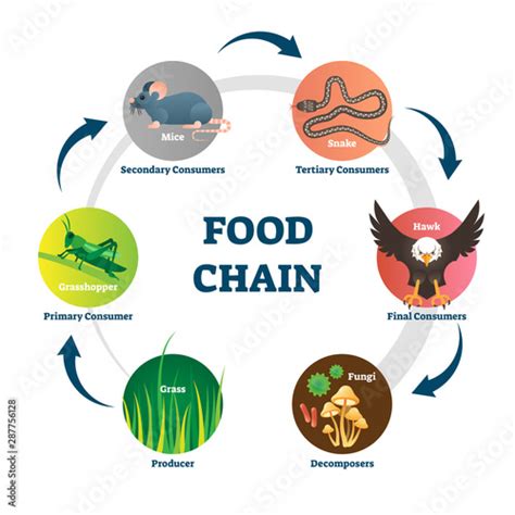 Food chain vector illustration. Labeled nature eating model circle scheme. Stock Vector | Adobe ...