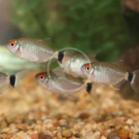 TETRA - RED EYE Moenkhausia sanctaefilomenae - Aquatics Unlimited