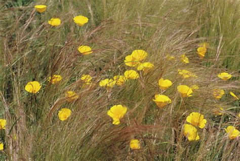 Poppies In Feather Grass Photograph by Duncan Smith/science Photo Library | Fine Art America