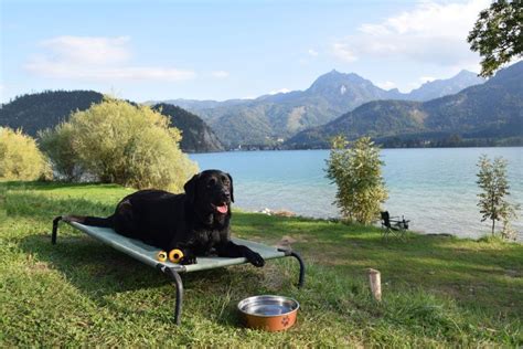 Camping mit Hund am Wolfgangsee | Strand camping, Wolfgangsee, Campingplatz mit hund